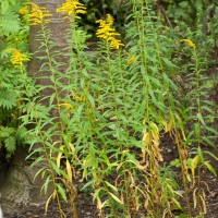 Canadian Goldenrod